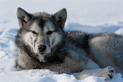 Greenland Husky Greenland Dog Sled Dogs Sharpies Wolf Dog Canis