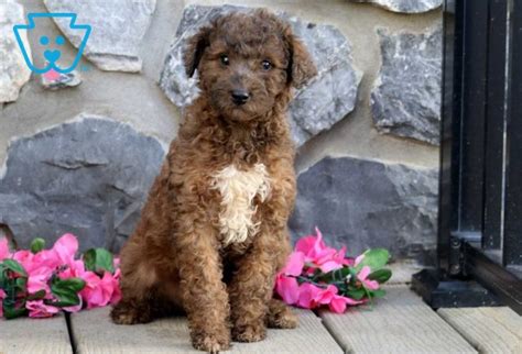Kenya Mini Labradoodle Puppy For Sale Keystone Puppies