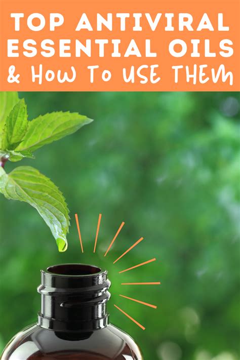 Top Antiviral Essential Oils And How To Use Them Antiviral Essential