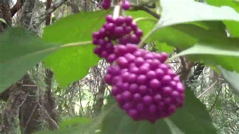 Beautyberry Edible Wild Plant Of Florida Youtube