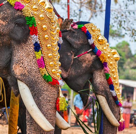 Kerala Elephant Stock Photos Pictures And Royalty Free Images Istock