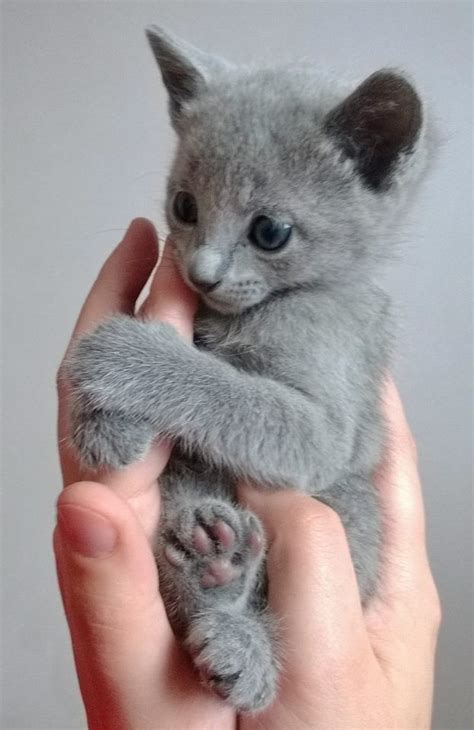 Russian Blue Kitten For Sale Cute Cats Pictures Russian Blue Kitten
