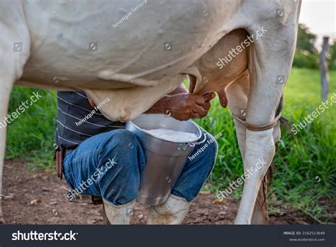 Man Milking Milk Cow Curral Stock Photo Shutterstock