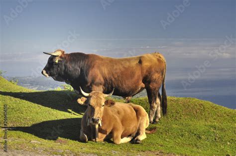 Vaca Y Toro Fotos De Archivo E Imágenes Libres De Derechos En