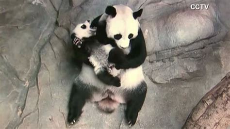 Giant Panda Triplet Cubs Meet Mother For First Time At Zoo In China