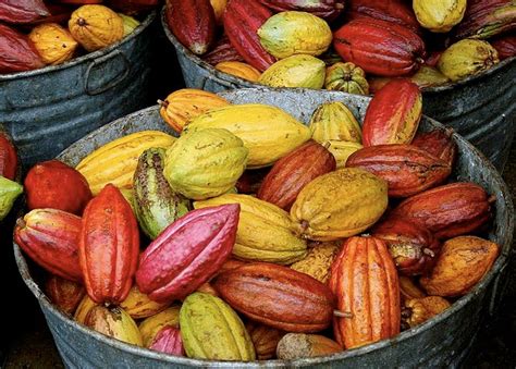 Healty Health Benefits Of Cocoa Bean
