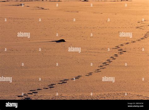 Polar Bear Tracks In Snow Hi Res Stock Photography And Images Alamy