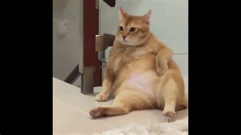 Super Lazy Fat Cat Youtube