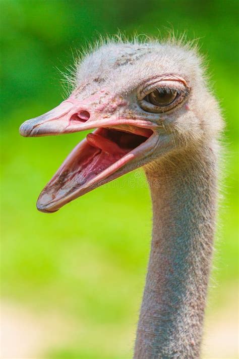 Bird Ostrich Stock Photo Image Of Exotic Nature Ostrich 59309250