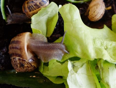 Que mangent les escargots Blog de l école élémentaire Ernest Renan
