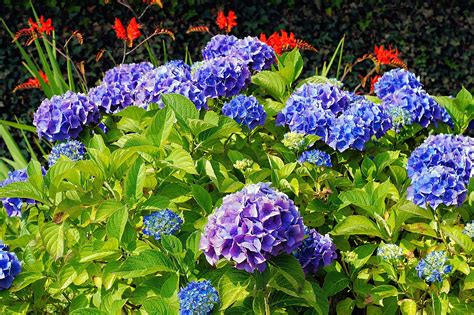 Tried And True The Best Way To Plant Hydrangeas Espoma