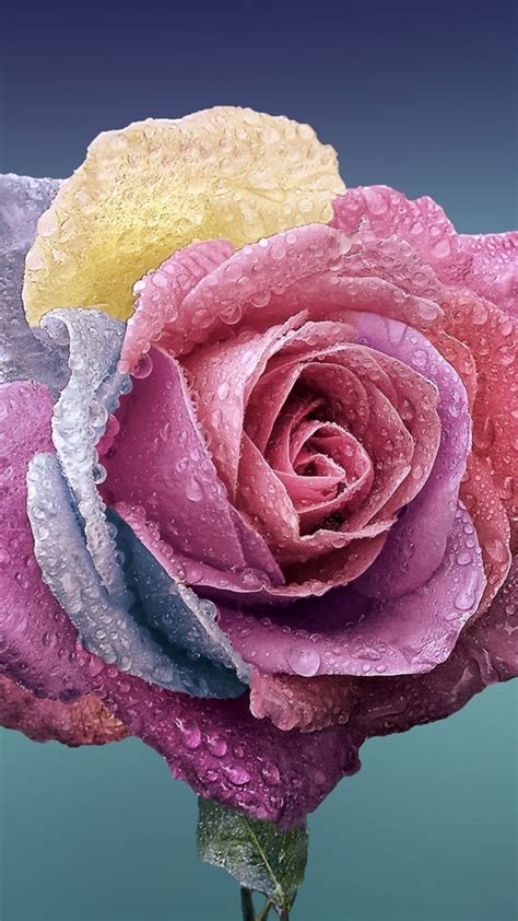 24 Roses Flower 4k Wallpapers Wallpapersafari