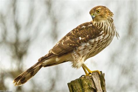 The Ohio Nature Blog Coopers Hawk