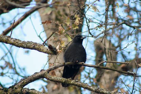 American Crow Corvus Brachyrhynchos Isleofarran Flickr