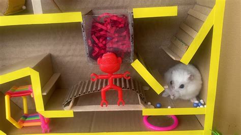 Build Matrix Maze For Hamsters Learn How To Build A Toy Made Of