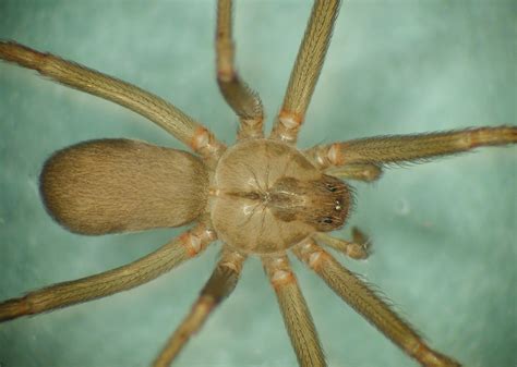 The Truth About Brown Recluse Spiders Brown Recluse Spider Brown