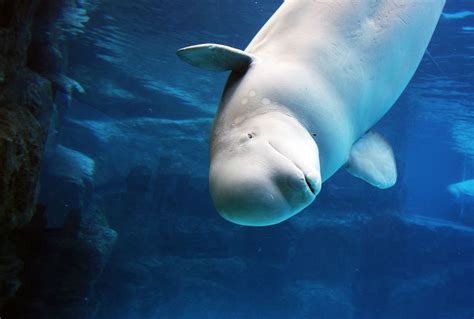 Beluga Whales Are The Oceans Extroverts Research Finds