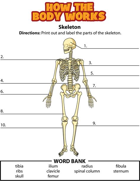 Printable Worksheets On The Skeletal System