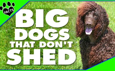 Toptenz Big Dogs That Dont Shed Too Much Animal Facts