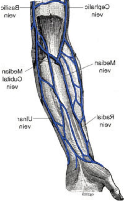 Anatomy Of Veins In Arms