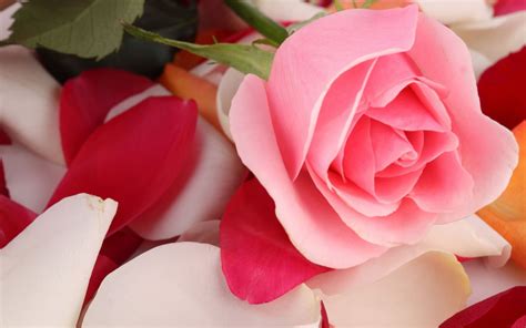 Beautiful rose flowers hd free stock photos download 16418 free. Pink Rose Beautiful Wallpapers | HD Wallpapers | ID #19254