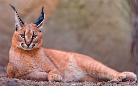Caracal Wallpapers High Quality Download Free