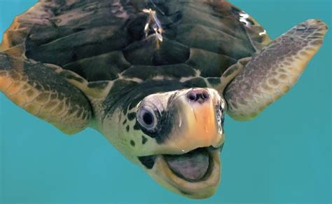 9 Surprising Facts About Sea Turtles June 16 Is World Sea Turtle Day