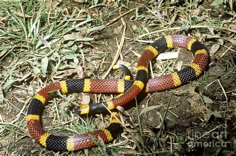 Coral Snake Photograph By Gregory G Dimijian Md