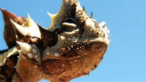 Thorny Devil Lizards Absorb Water Through Moist Sand Uwa Researchers Find