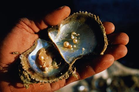 How Pearls Form And What Species Make Them