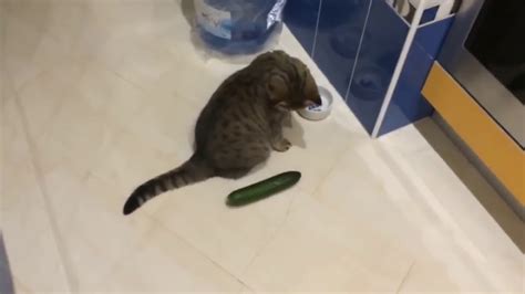Funny Cats Scared Of Cucumbers 2018 Youtube