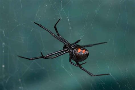 Black Widow Control Services In Utah Thorn