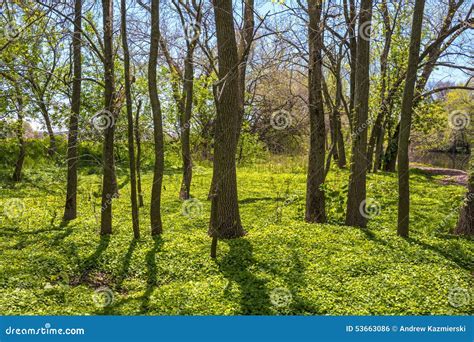 Spring Woodlands Stock Photo Image Of Landscape Pennsylvania 53663086