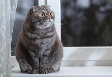 Последние твиты от klaus iohannis (@klausiohannis). Pisica Scottish Fold : Europa FM