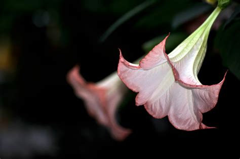 Pink Datura Flower Stock Photo Download Image Now Istock