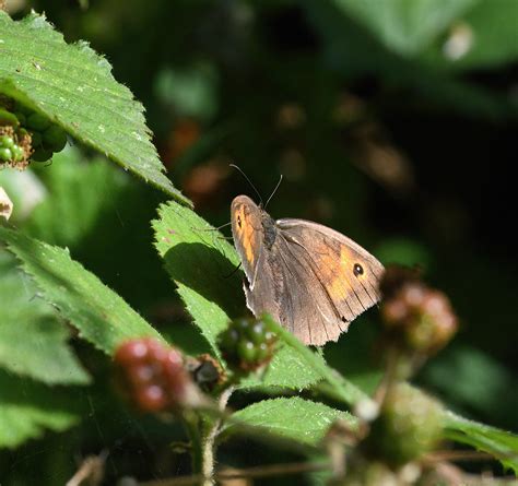 Meadow Brown Butterfly Andrew Binns Flickr