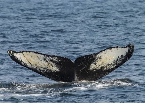 Wildlife Wednesday Kenai Peninsula Chapter Know Your Whales The