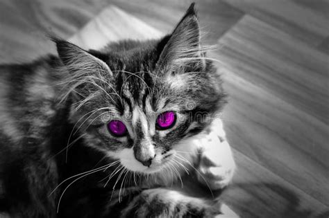 Cat With Purple Eyes Stock Photo Image Of Love Loyal 16006754