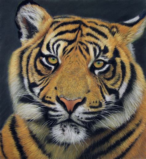 Pastels For Beginners Tiger Wildlife Reference Photos Line Art