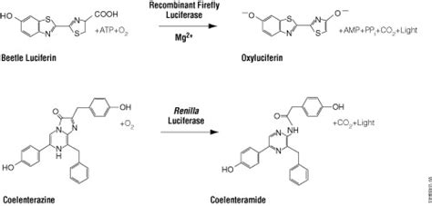 Firefly And Renilla Luciferase Reactions With Their Respective Download Scientific Diagram