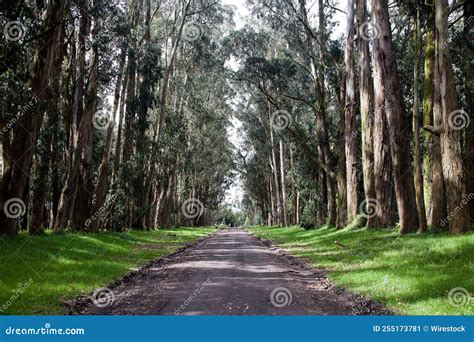 Camino En Un Bosque En Ecuador Imagen De Archivo Imagen De Cubo