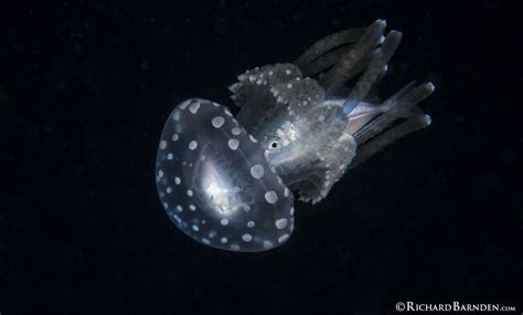 Juvenile Fish Hiding Inside Jellyfish Blackwater Diving Pa Flickr