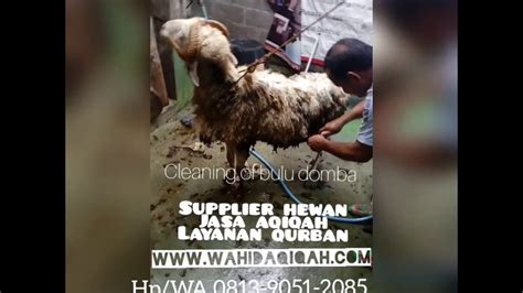 Sama halnya dengan kambing, domba memiliki produktivitas yang baik dari segi performanya, hasil produksinya meliputi bulu. Wahid Aqiqah; bersihkan bulu domba - YouTube