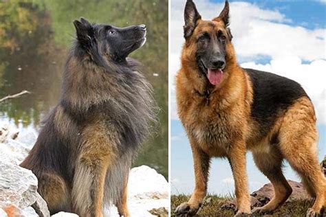 18 Differences Between German Shepherds And Belgian Tervurens