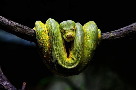 Green Tree Python Caging