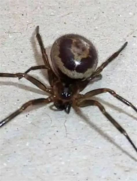 False Black Widow Spider Bite Leaves Mum Hospitalised Belfast Live