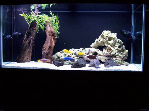 cichlids.com: Tank examples: 90 gallon display in our store