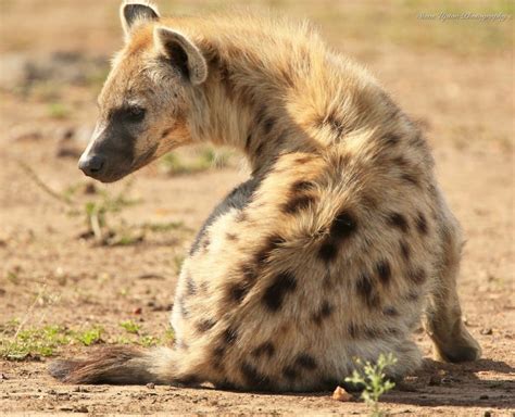 Pin By Spring On Wild With Images Hyena Rare Albino Animals Wild Dogs