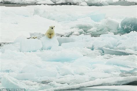 Strike A Pose Photographer Captures Polar Bear Cub Dancing For The