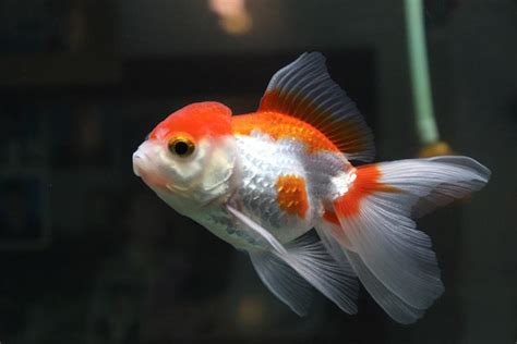 Oranda Goldfish Pictures Care Guide Varieties Lifespan And More Pet